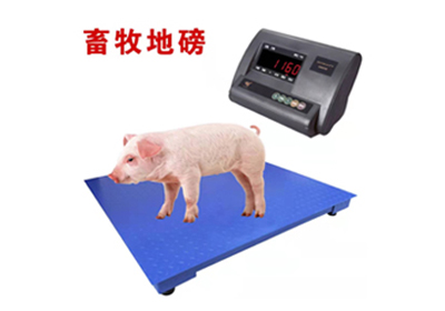 畜牧电子小地磅